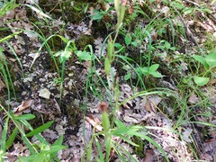 Cephalanthera damasonium