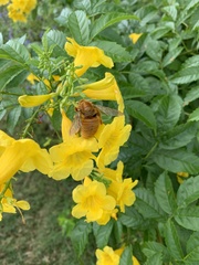 Xylocopa griswoldi