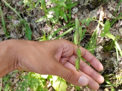 Cephalanthera damasonium