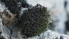 Grimmia elongata
