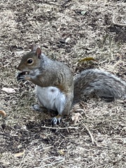 Sciurus carolinensis