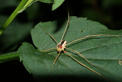 Odiellus nubivagus