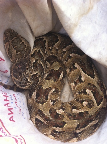 Puff Adder