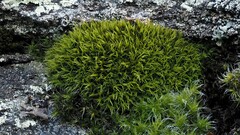 Grimmia incurva