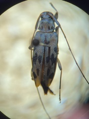 Lepturges symmetricus