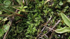 Mesoptychia bantriensis