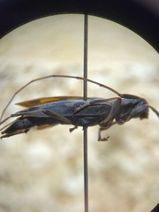 Lepturges symmetricus