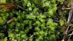 Mesoptychia bantriensis