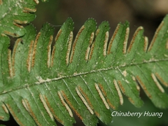 Pteris grevilleana