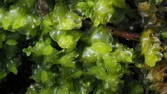 Mesoptychia bantriensis