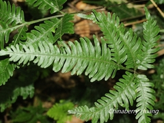 Pteris grevilleana