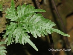 Pteris grevilleana