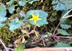 Sedum stellariifolium