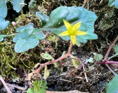 Sedum stellariifolium