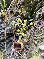 Sedum stellariifolium