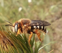 Icteranthidium