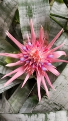 Aechmea fasciata