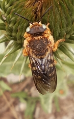Icteranthidium