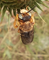 Icteranthidium