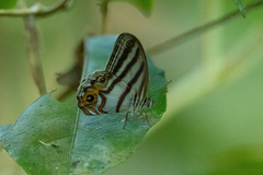 Chloreuptychia herseis