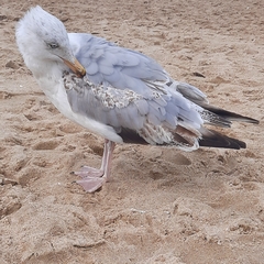 Larus argentatus