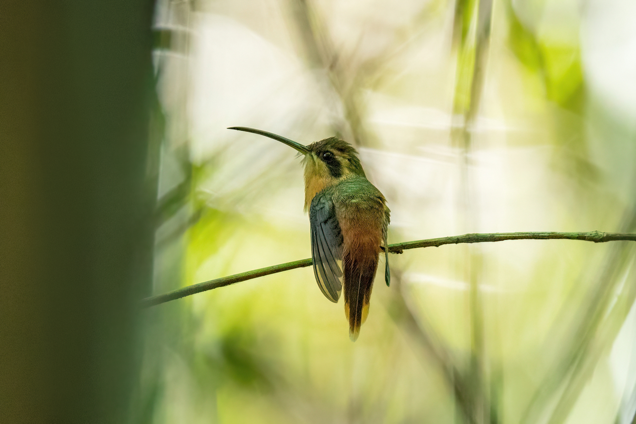 Phaethornis ruber ruber