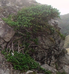 Ficus tinctoria