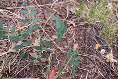 Lathyrus laetivirens