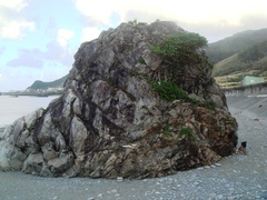 Ficus tinctoria