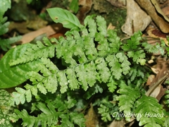 Microlepia obtusiloba