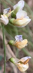 Lathyrus laetivirens