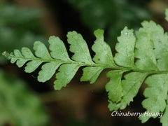 Microlepia obtusiloba