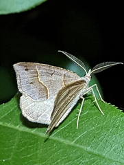 Macaria lorquinaria