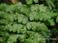 Microlepia obtusiloba