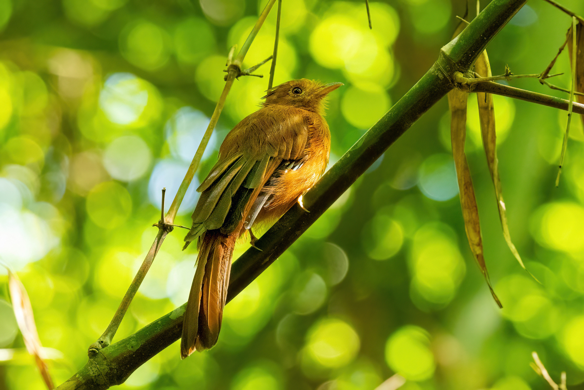 Rufous Twistwing illustration