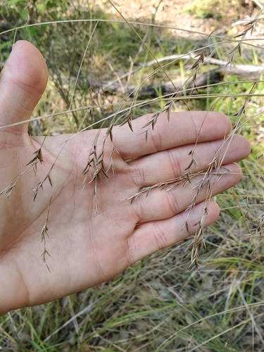 Image of Festuca versuta by no rights reserved