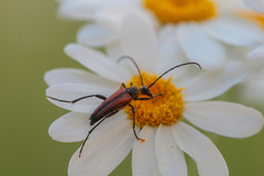 Stenurella bifasciata