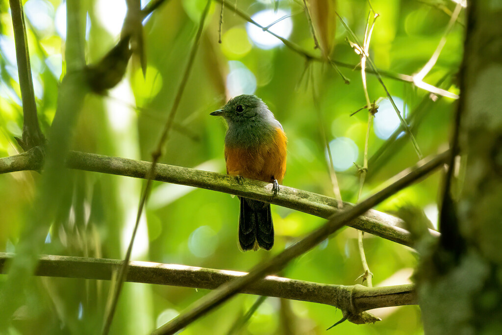 Bluish-slate Antshrike