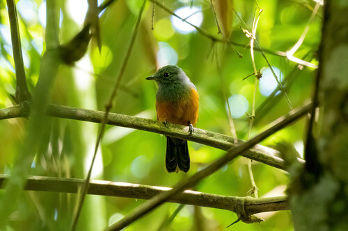 Bluish-slate Antshrike