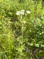 Achillea nobilis