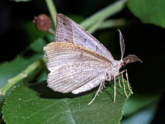 Macaria lorquinaria