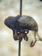 Cryptorhynchus fuscatus