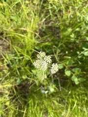 Achillea nobilis