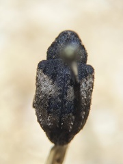 Cryptorhynchus fuscatus