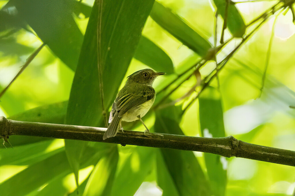 Long-crested Pygmy-tyrant