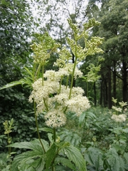 Filipendula ulmaria