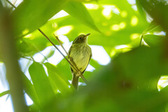 Lophotriccus eulophotes