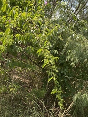 Cryptostegia grandiflora