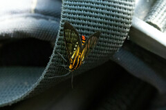 Paraethria flavosignata