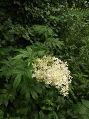 Filipendula ulmaria